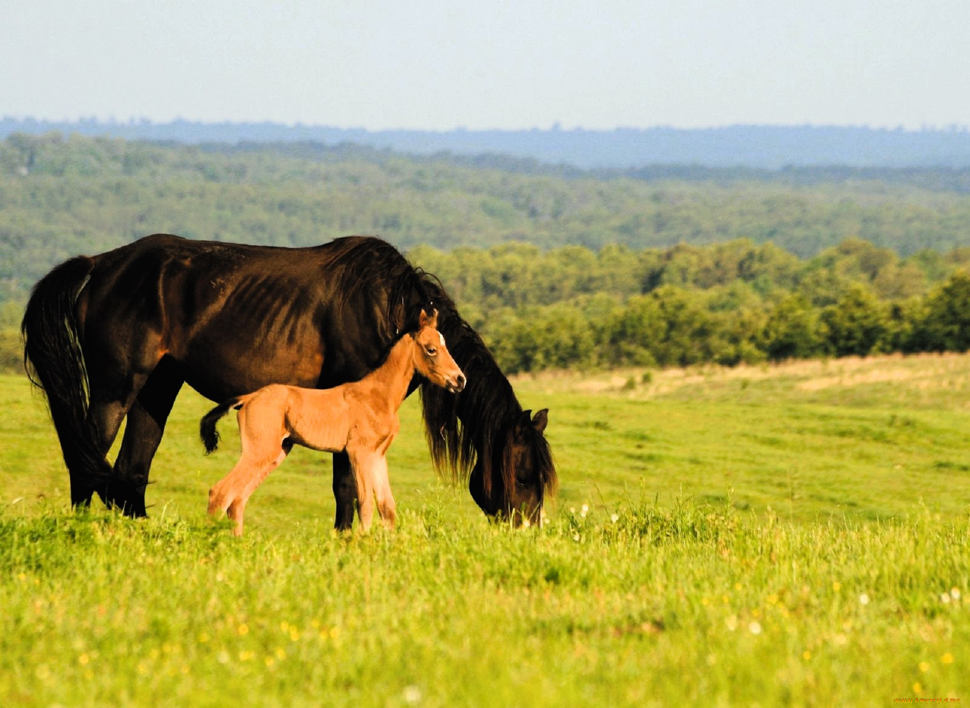 животные, лошади, лошадь, жеребенок, луг, трава, лес