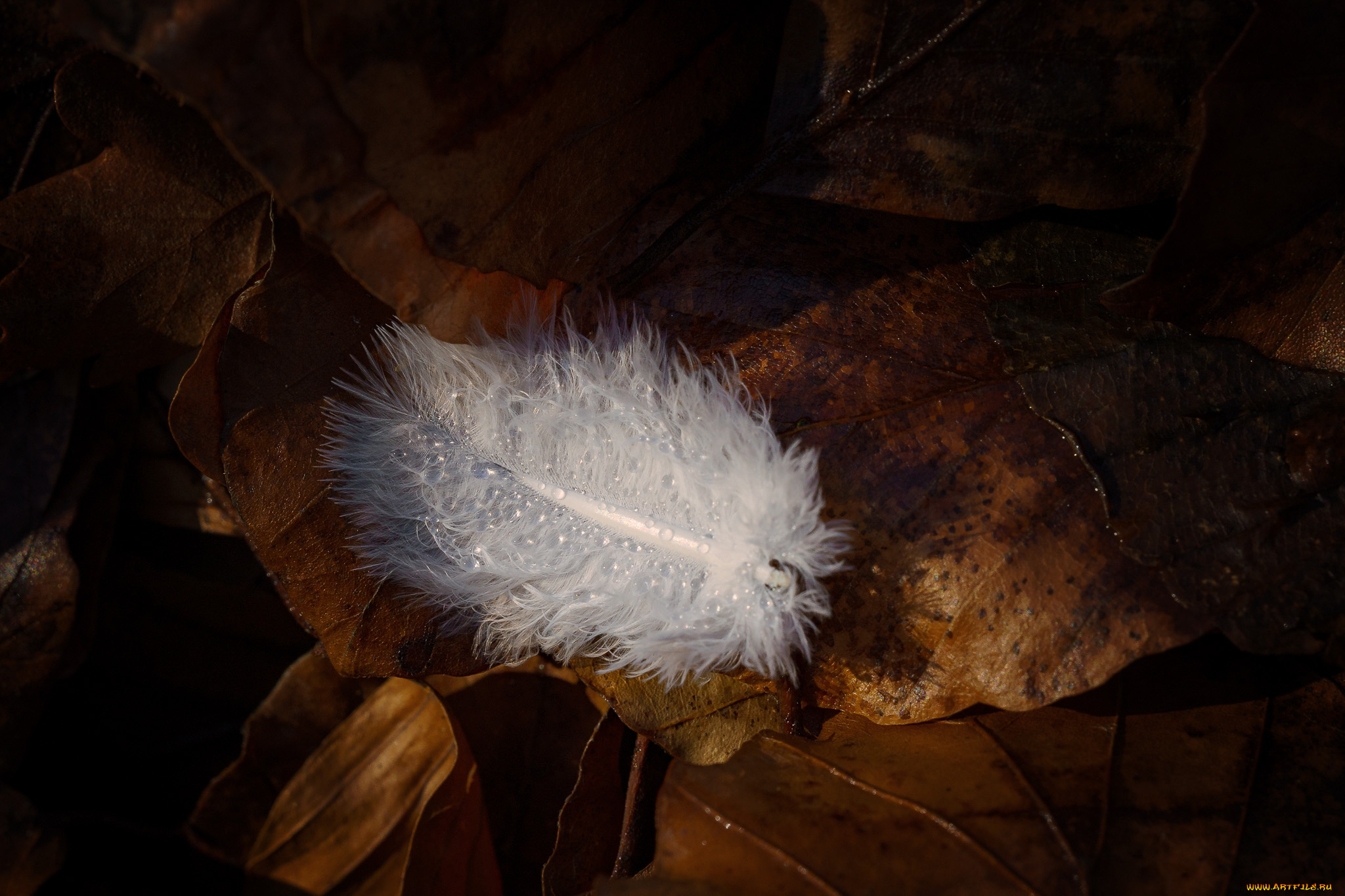 разное, перья, перо