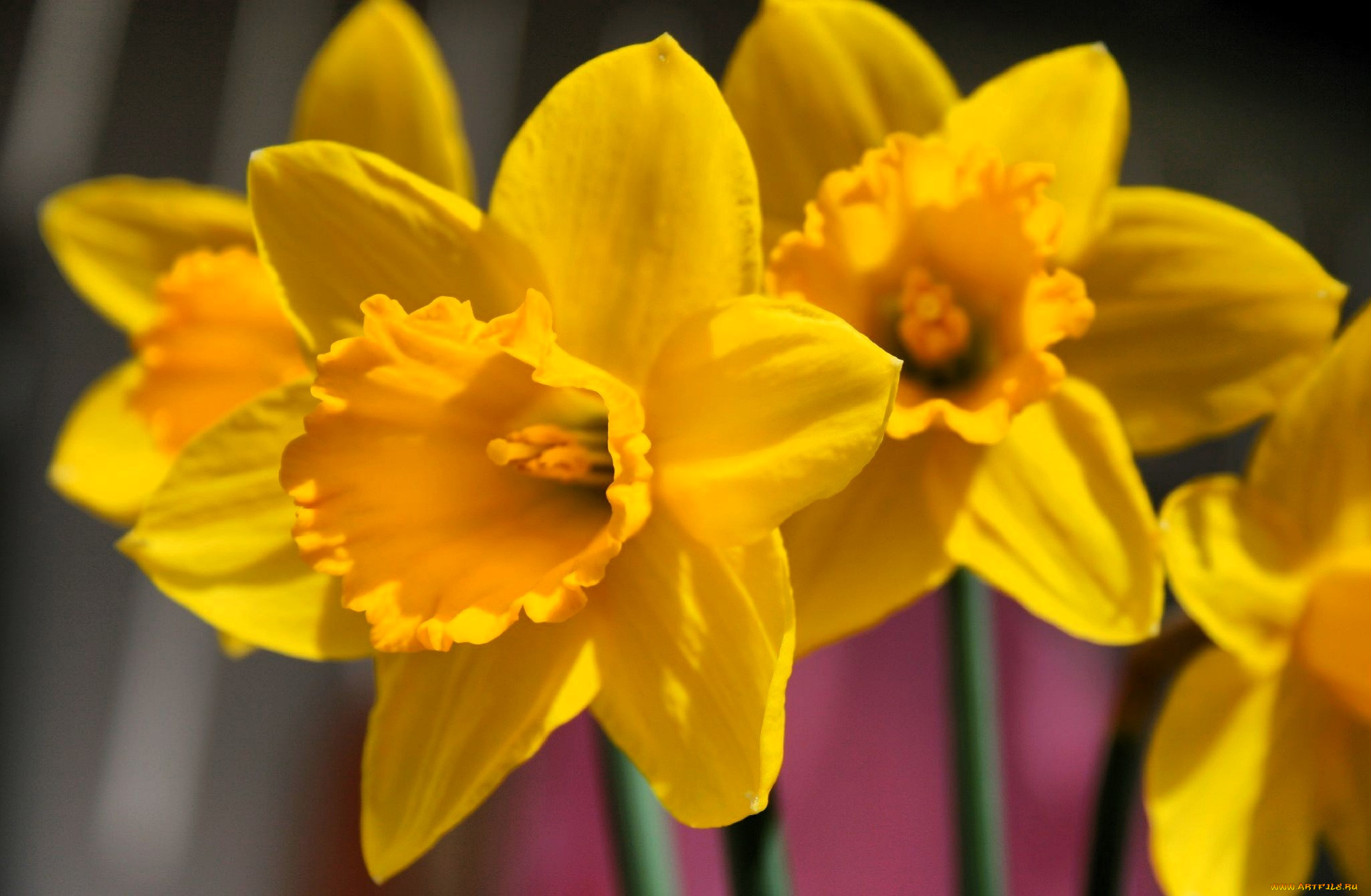 цветы, нарциссы, желтые