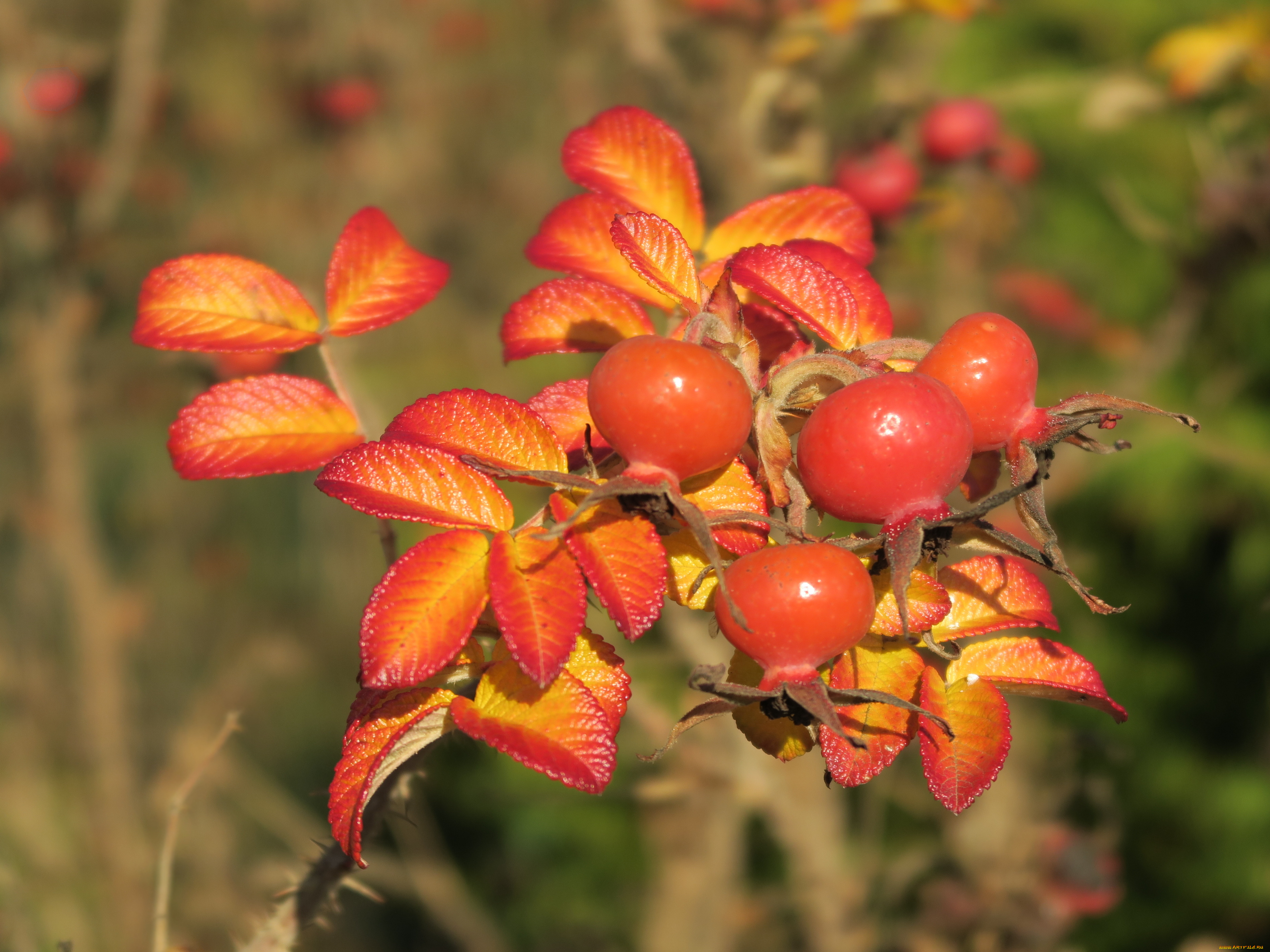природа, ягоды, шиповник