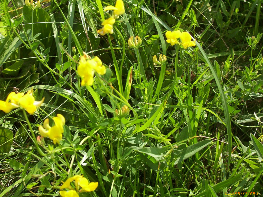 cz, brno, цветы, луговые, полевые