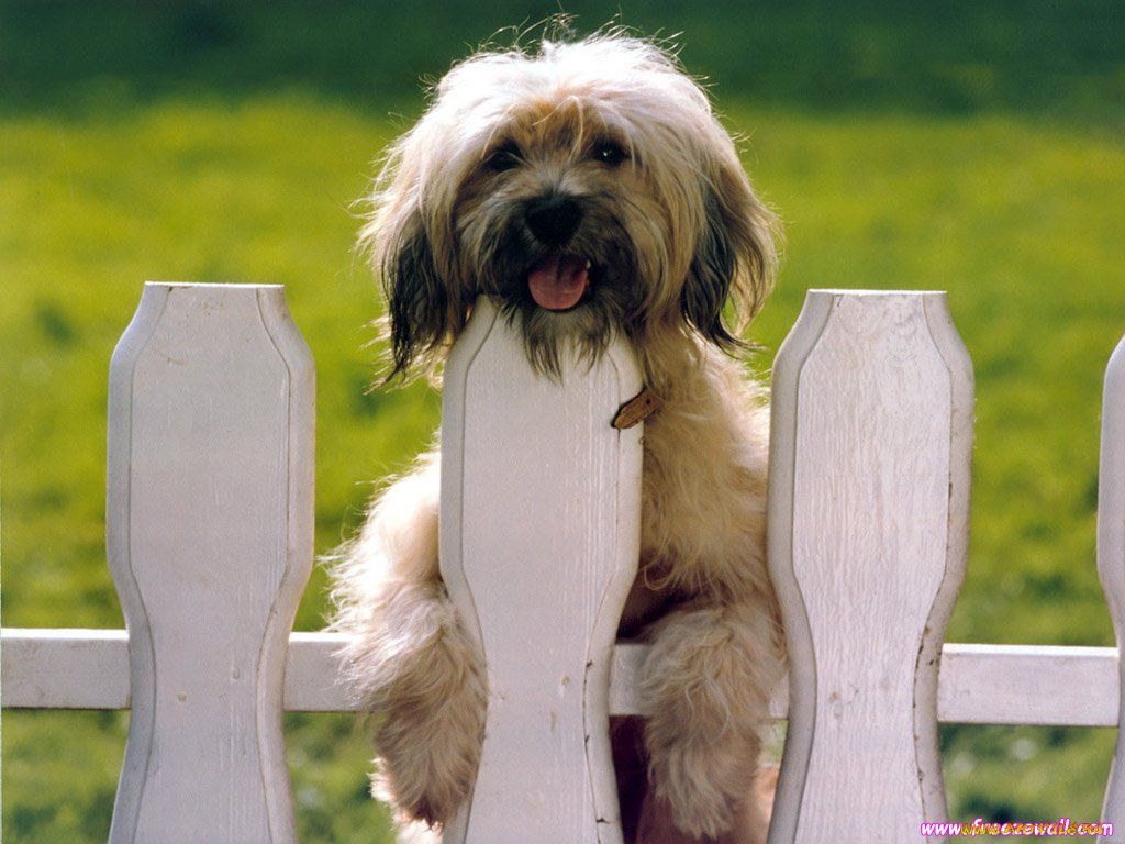 животные, собаки