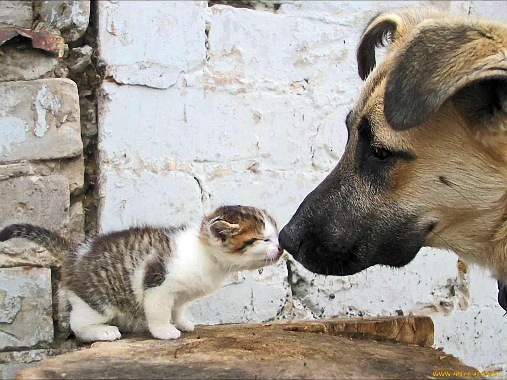 большой, брат, авт, fotolady, животные, разные, вместе