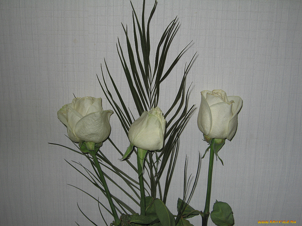 цветы, розы