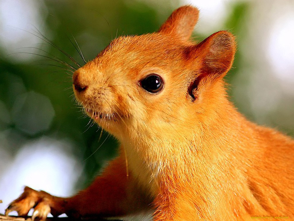 да, снимай, же, скорей, шея, затекает, авт, romashkina, животные, белки