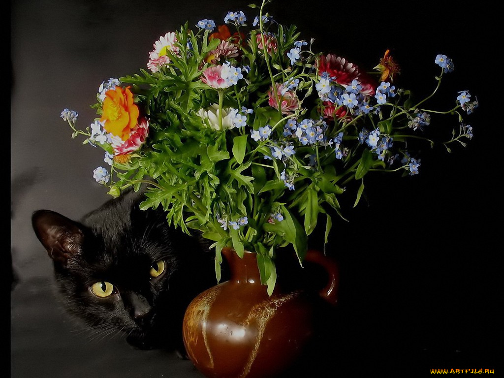 натюрлив, или, мой, мурок, со, мною, авт, martisha, животные, коты