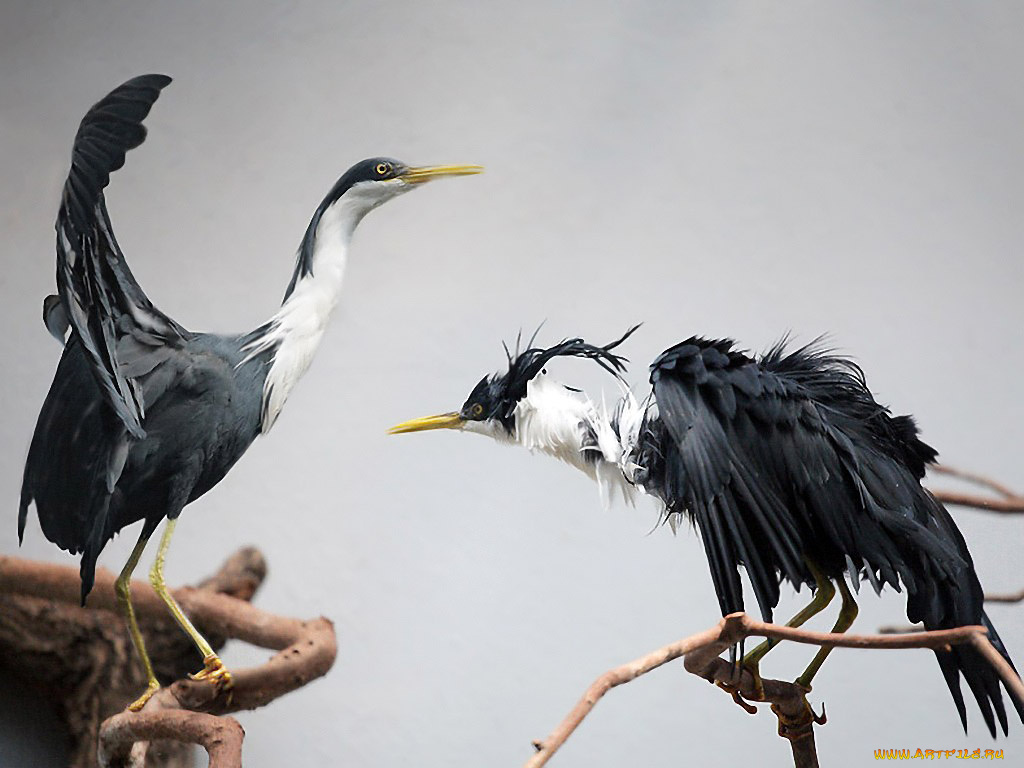 ну, чьем, гнезде, ночевал, by, jockey, животные, цапли