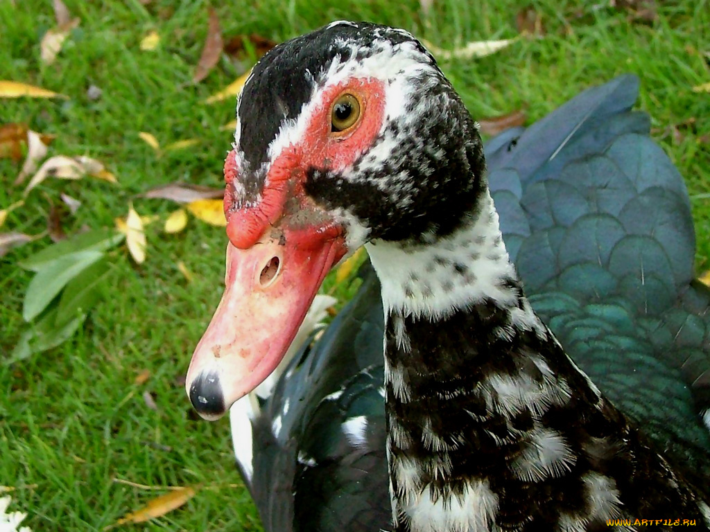 животные, утки