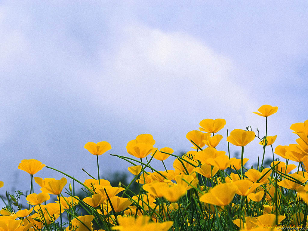 цветы, эшшольция