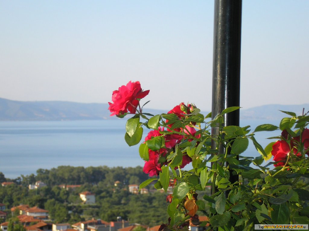 цветы, розы