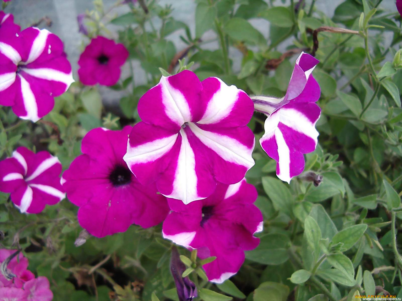 цветы, петунии, калибрахоа