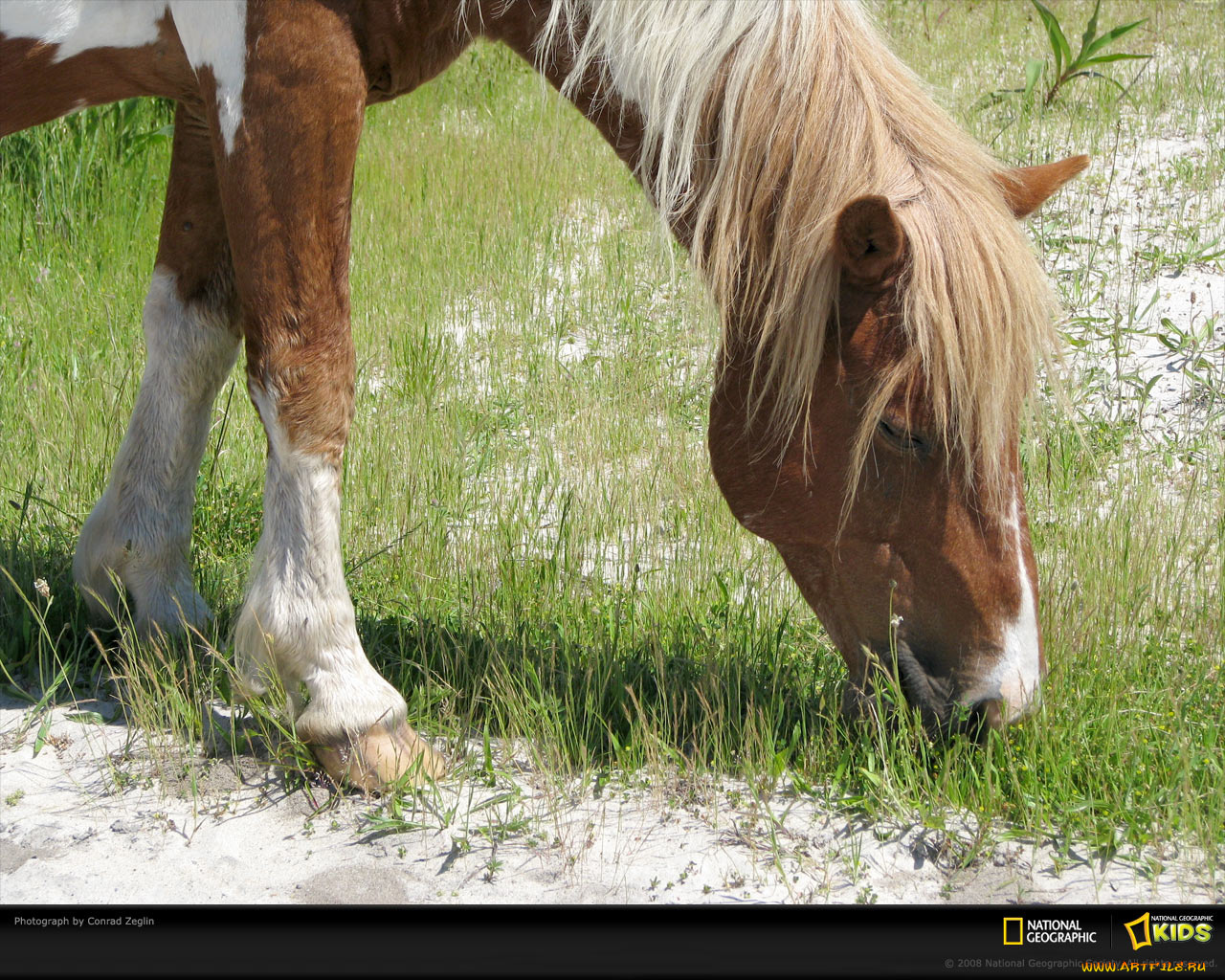 животные, лошади