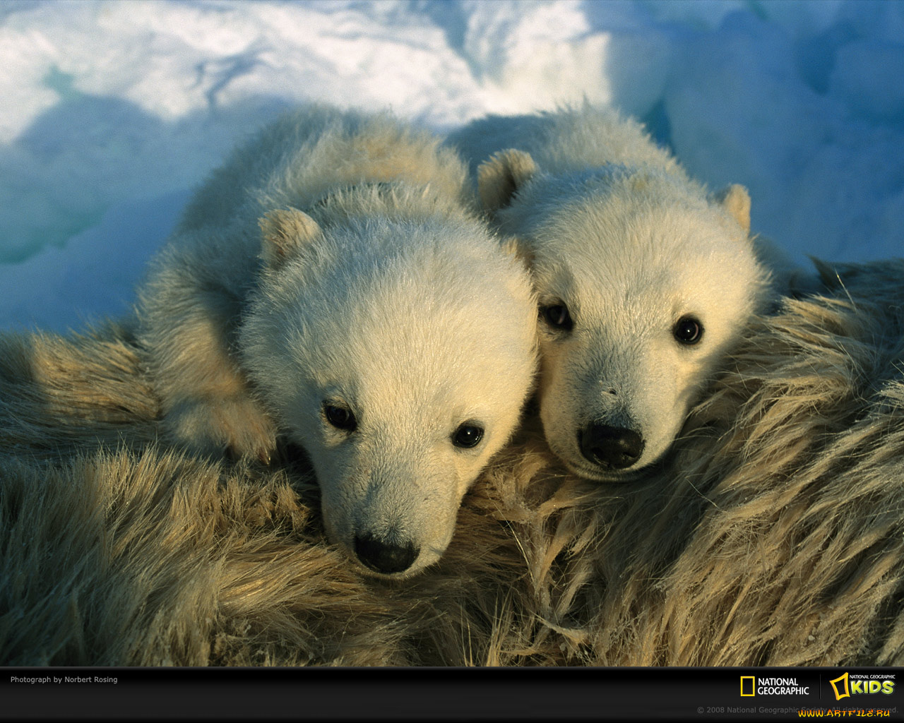 животные, медведи