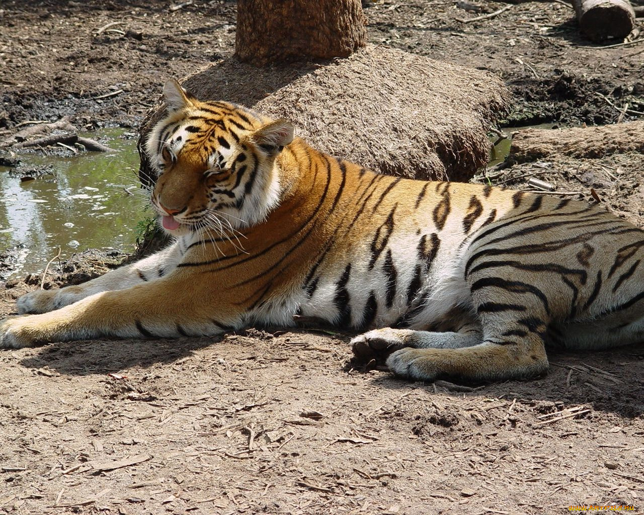 животные, тигры