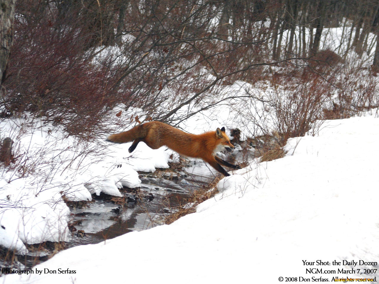 животные, лисы