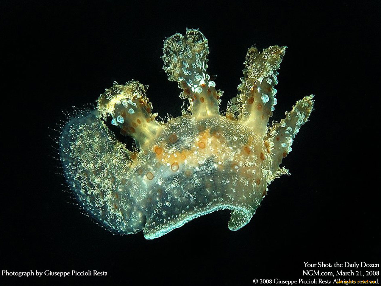 животные, морская, фауна