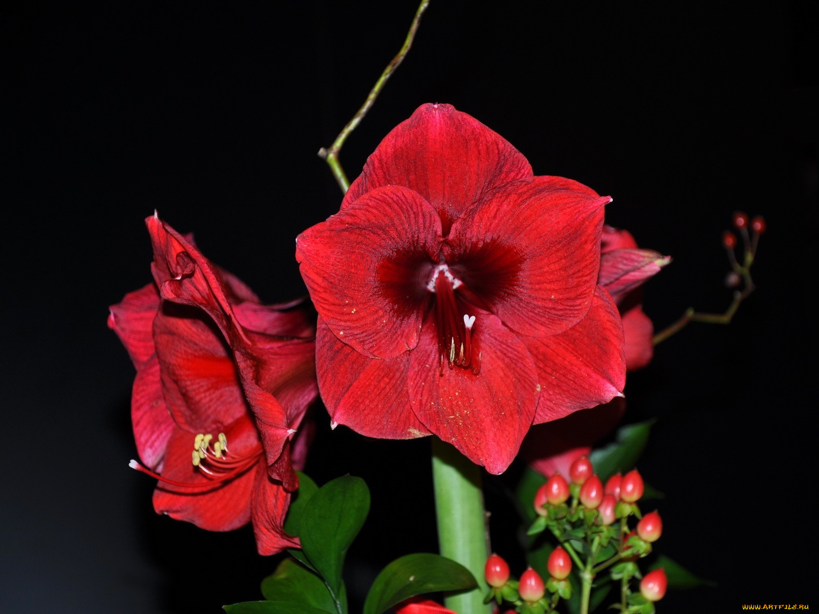 цветы, амариллисы, гиппеаструмы, амарилис