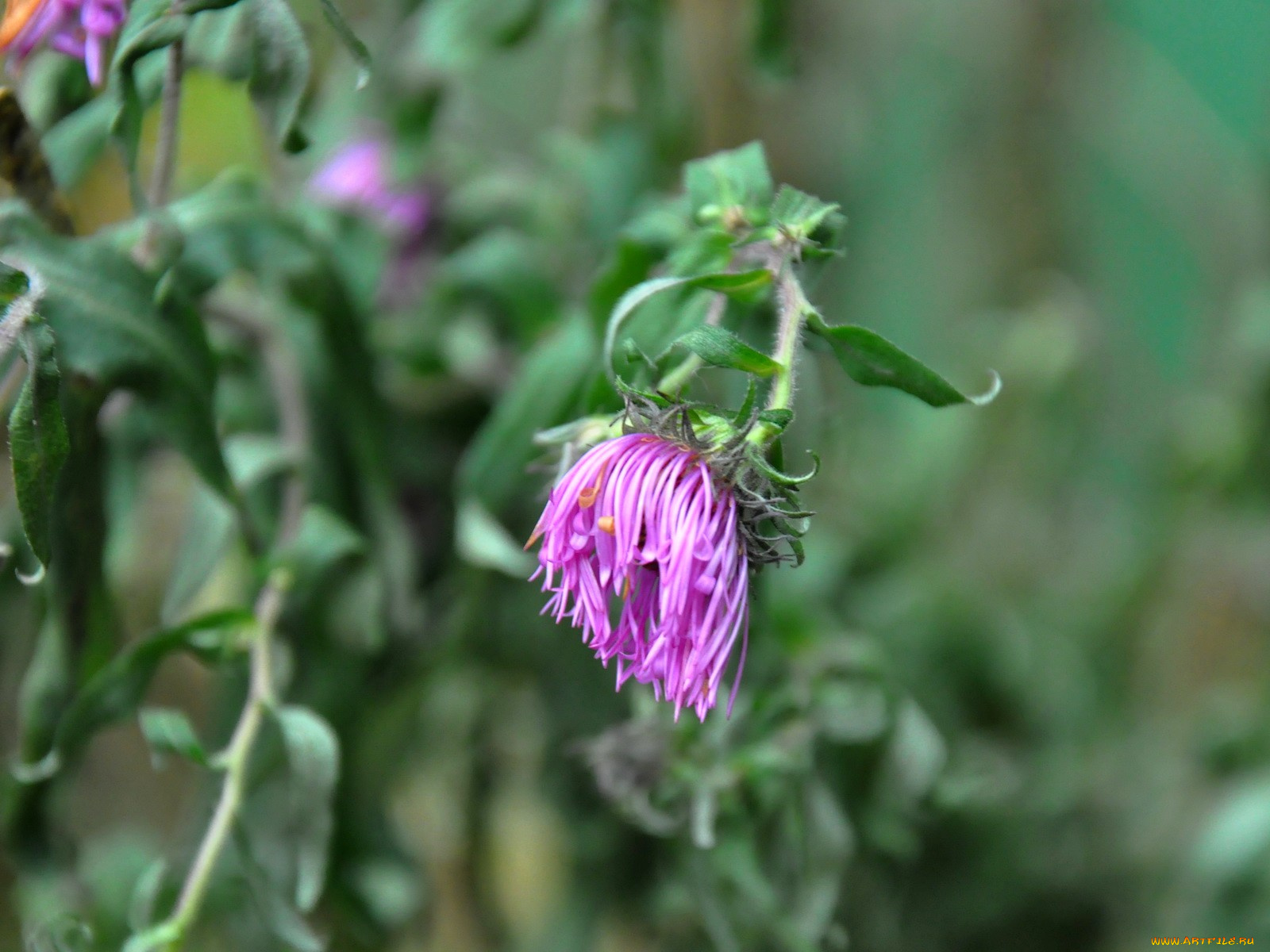 цветы, хризантемы