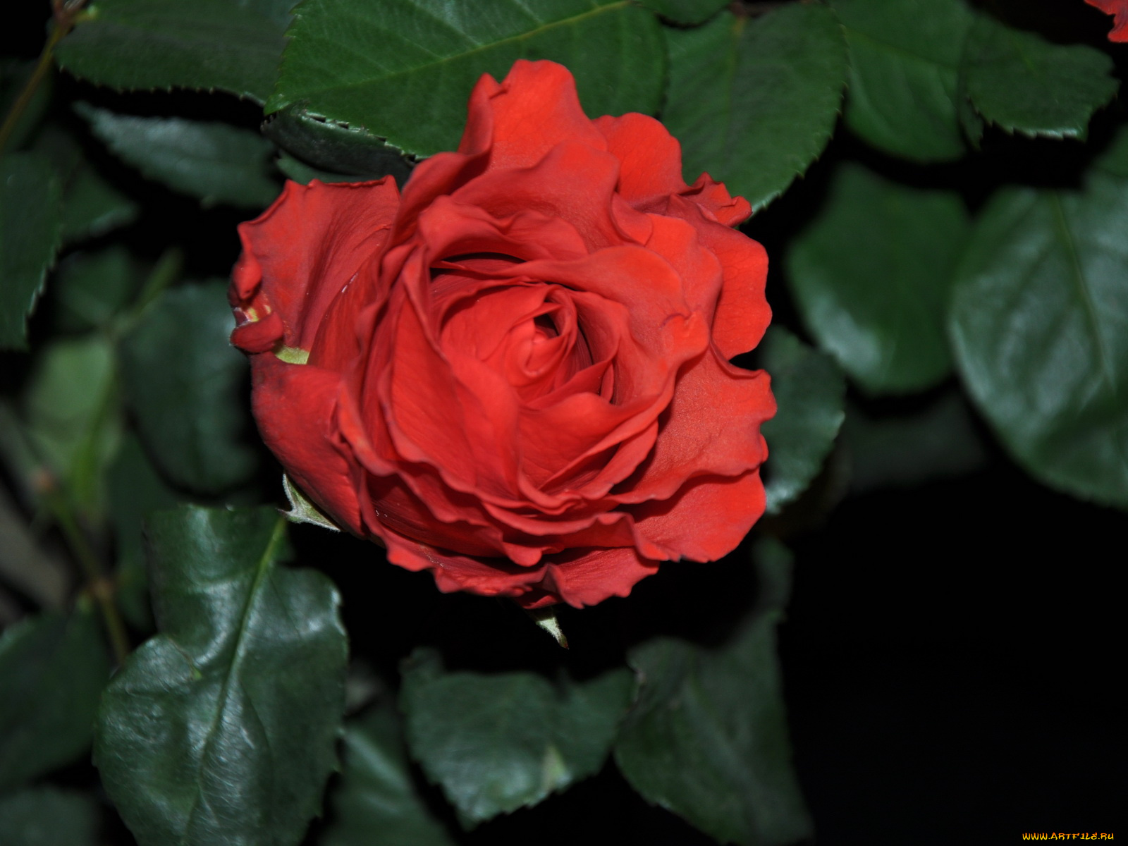 цветы, розы