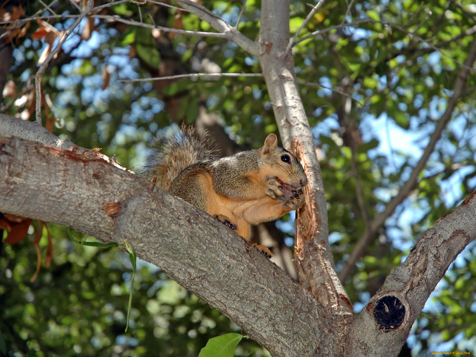 животные, белки