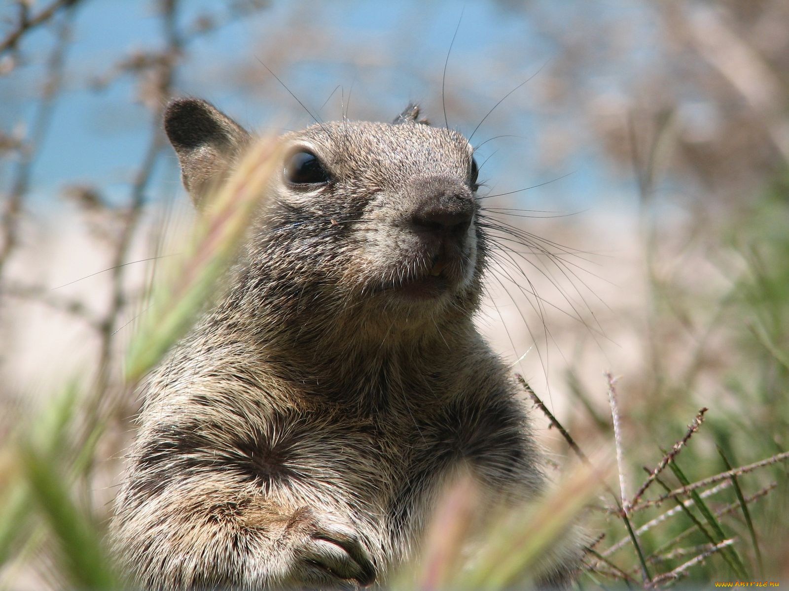 животные, белки