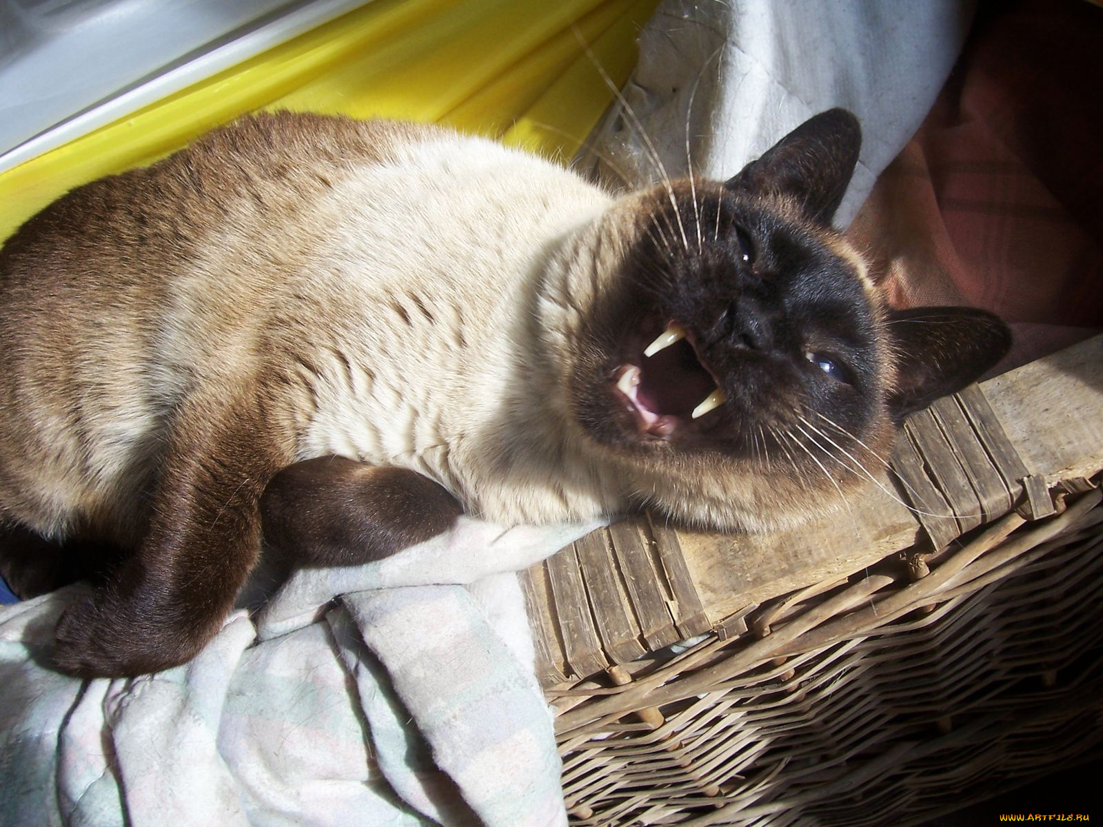 животные, коты