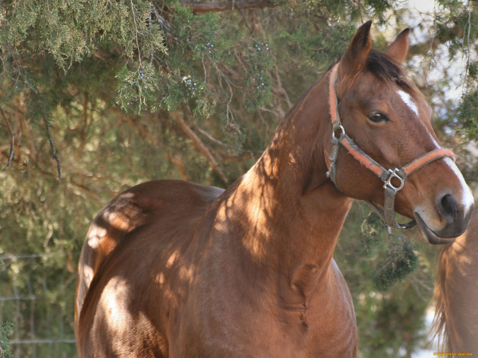животные, лошади