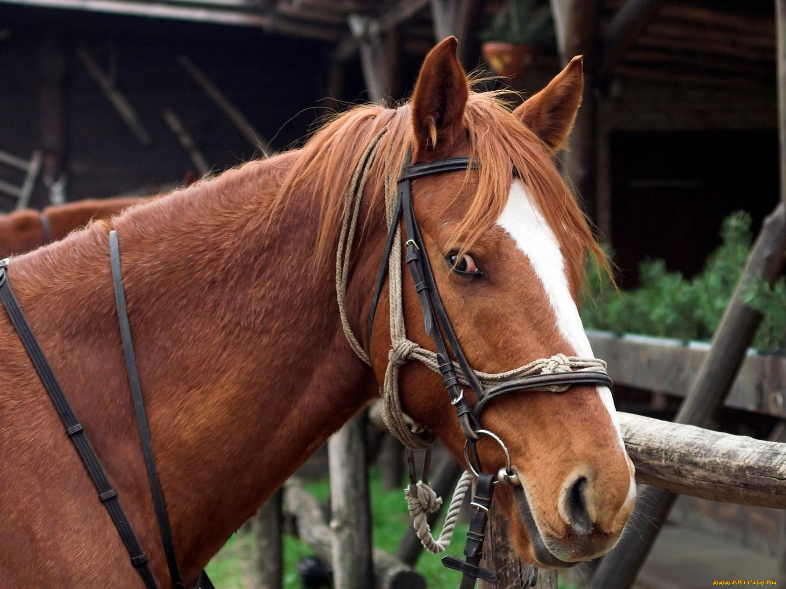 животные, лошади