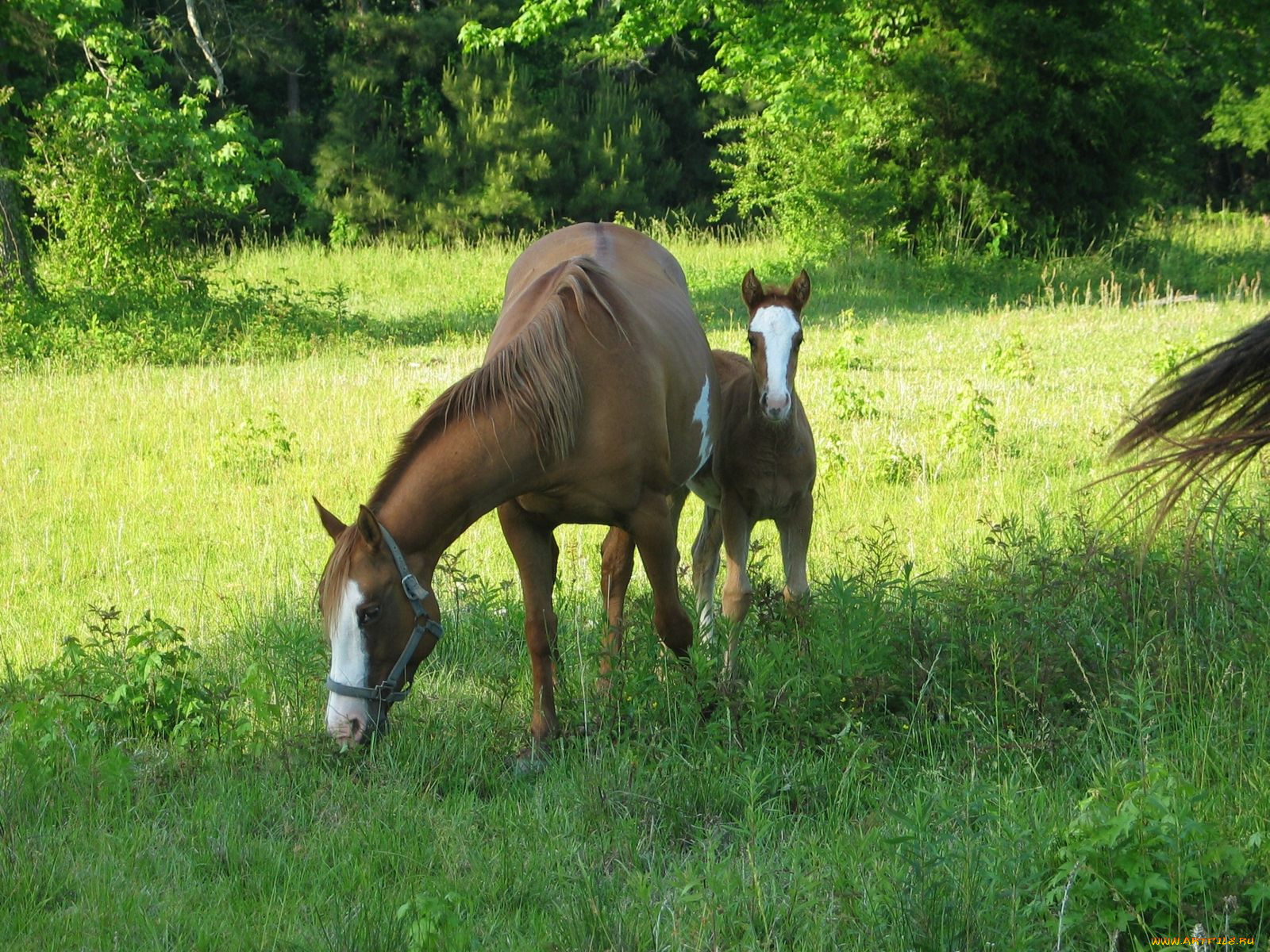 животные, лошади
