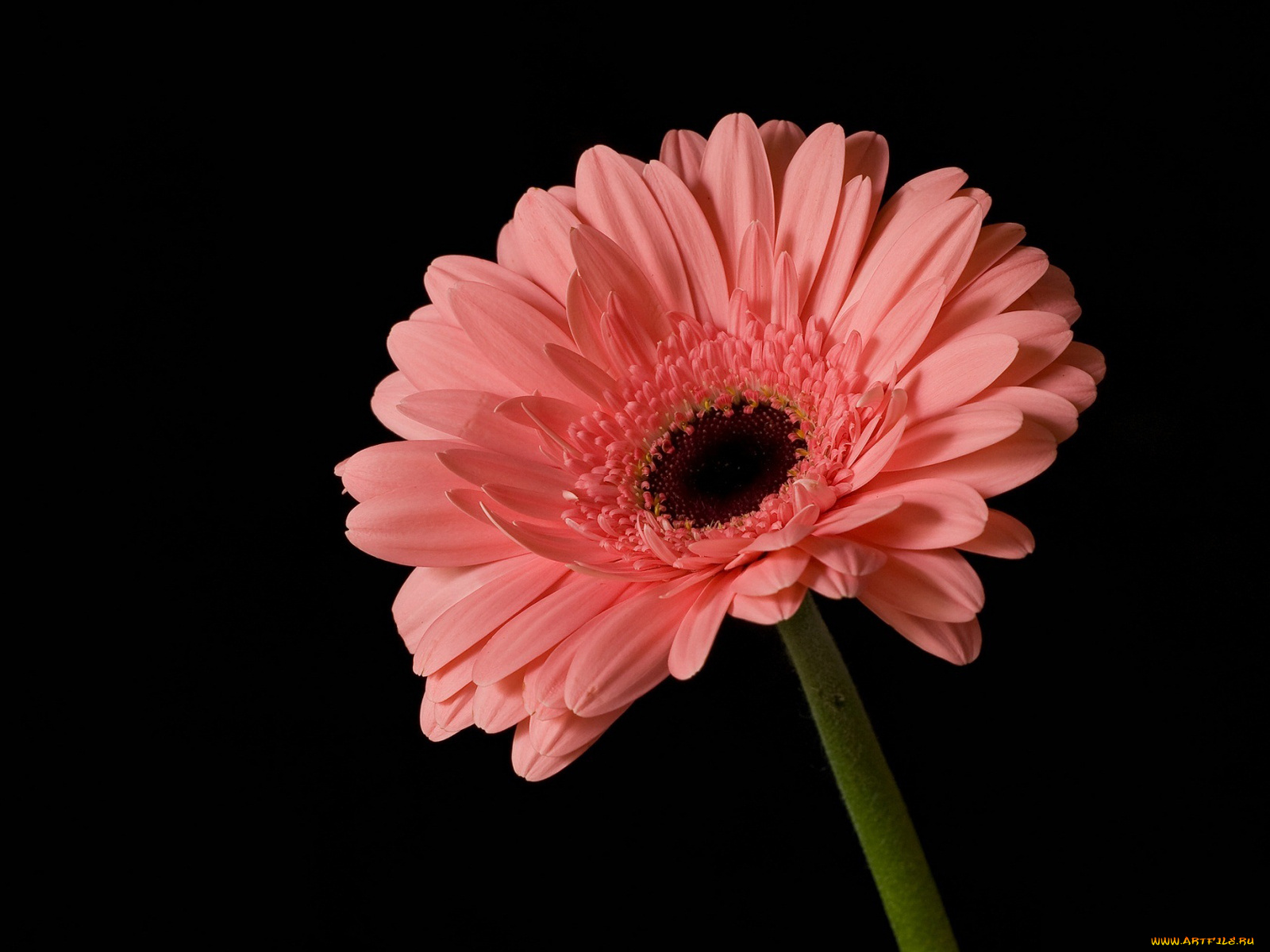 цветы, герберы