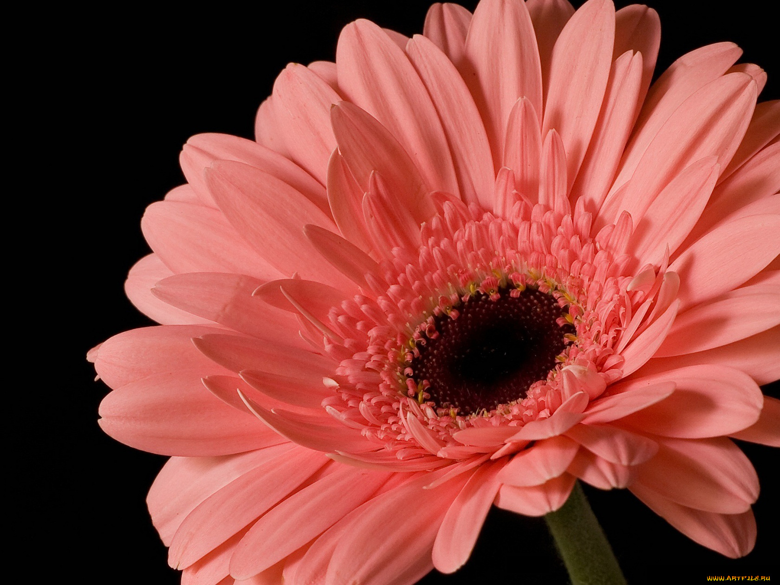 цветы, герберы