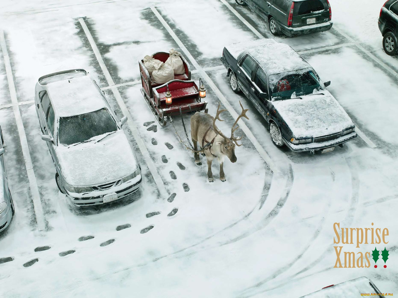 животные, олени