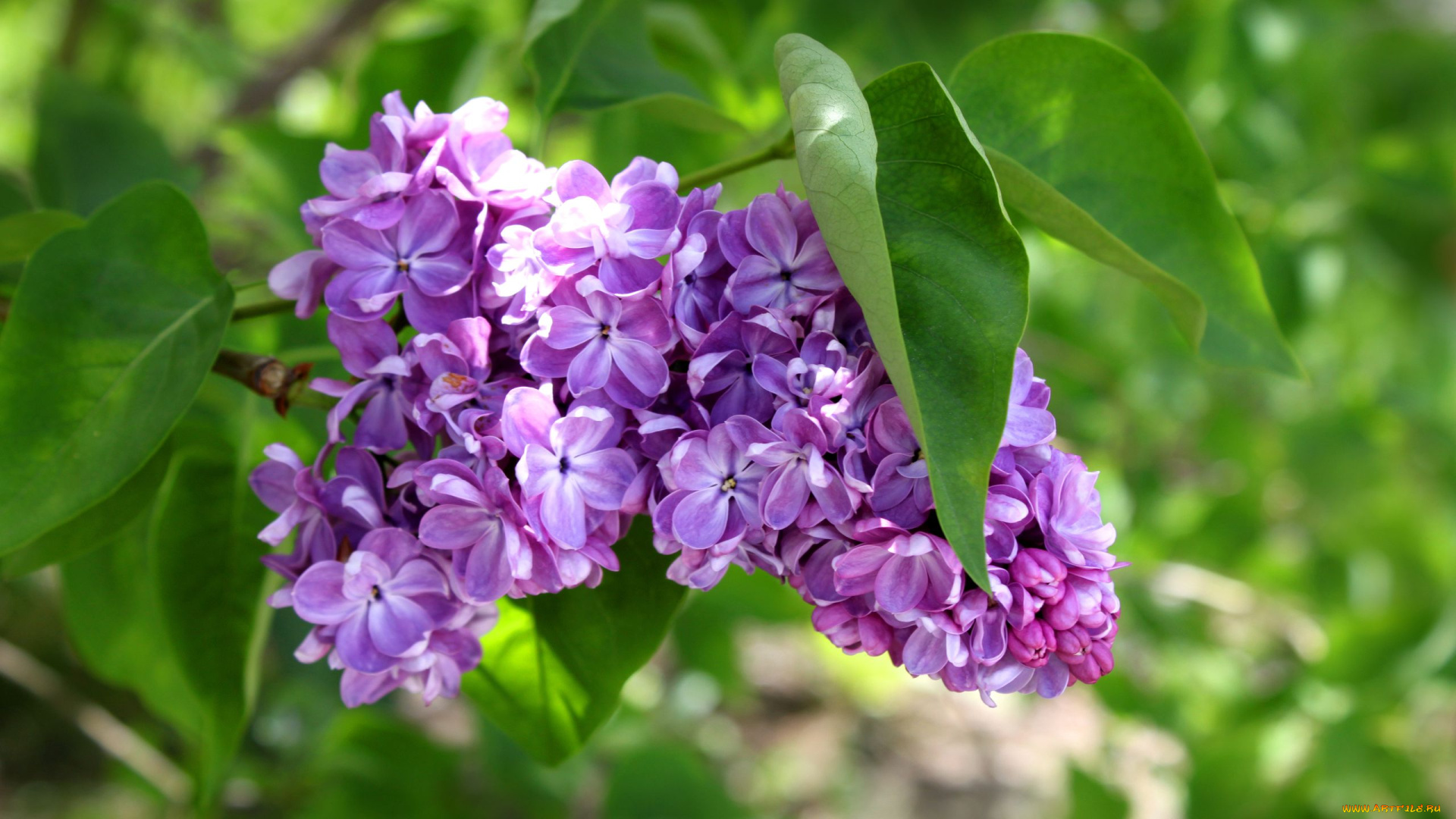 цветы, сирень