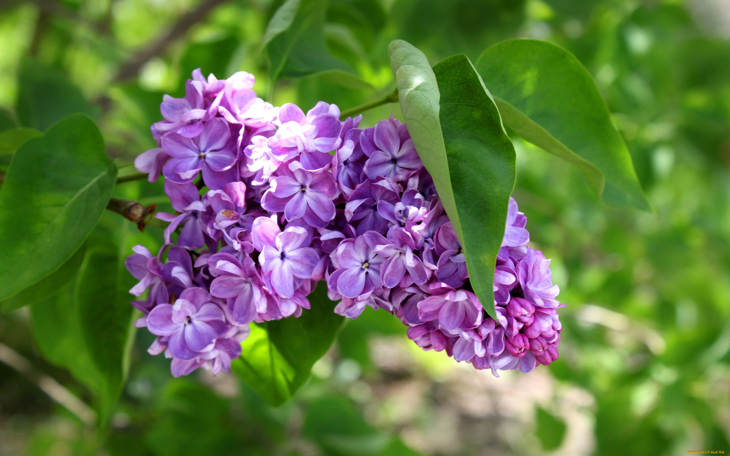 цветы, сирень