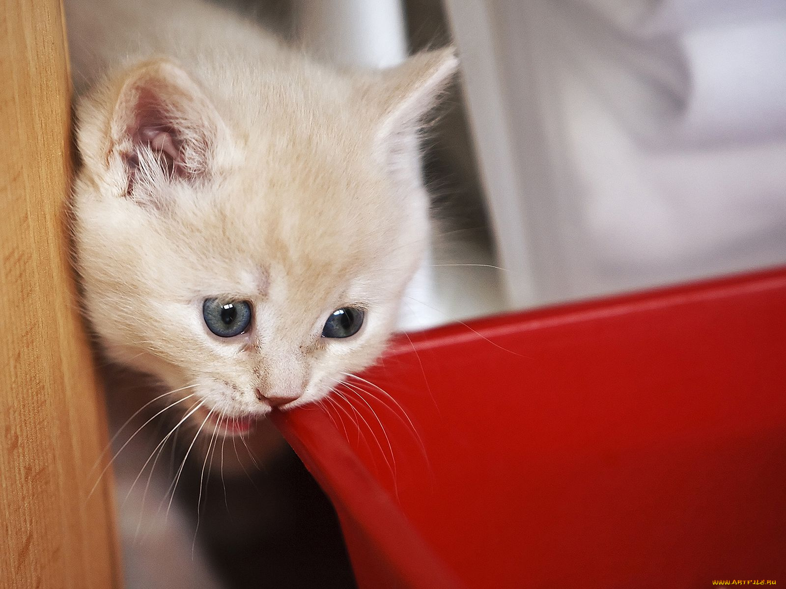 животные, коты, котенок