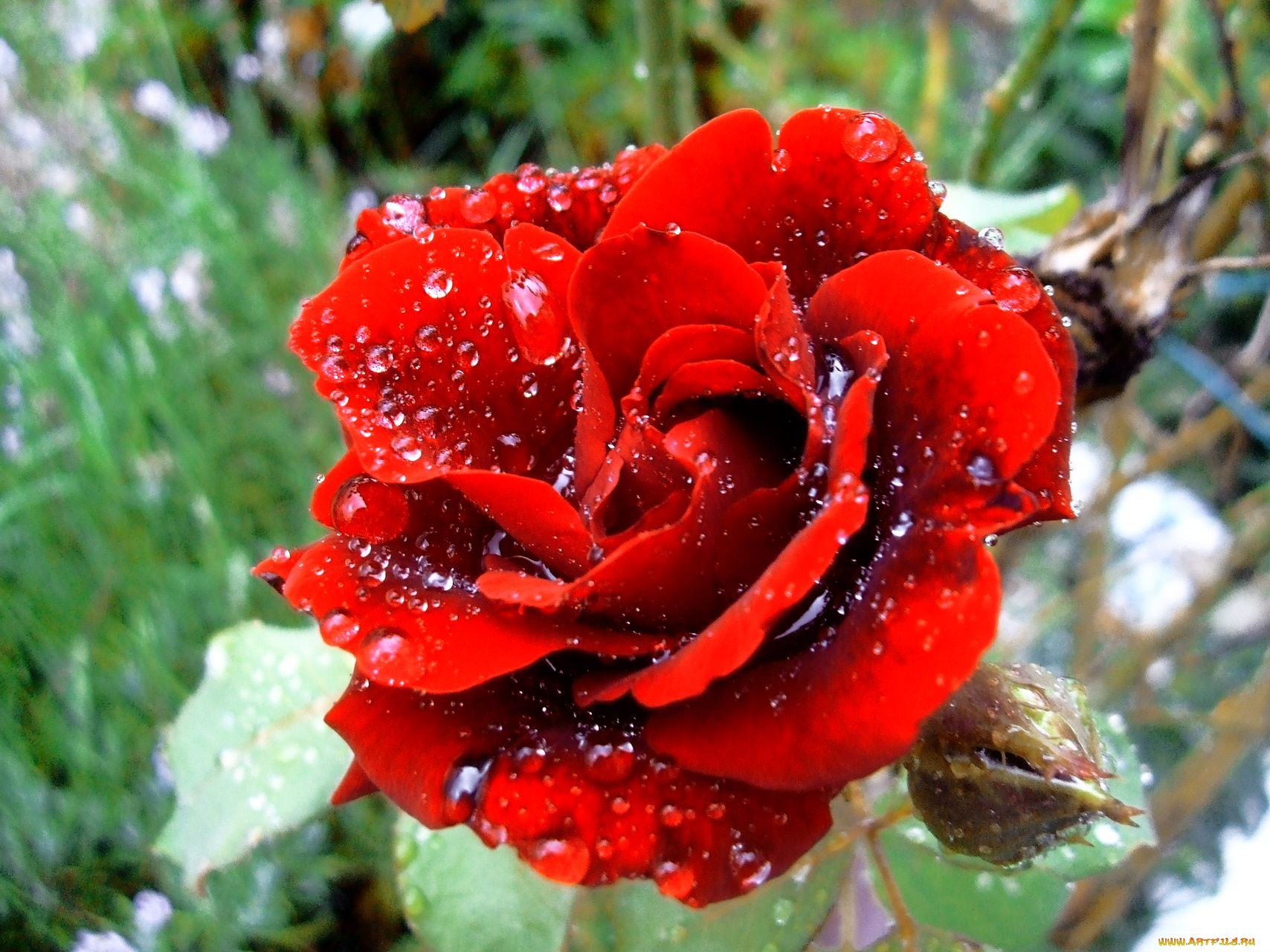 цветы, розы, rose