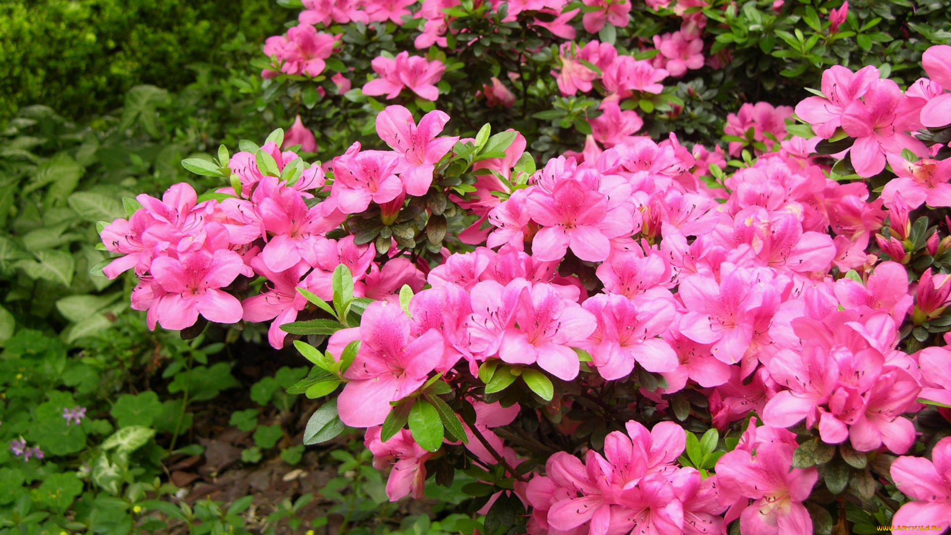 азалия, цветы, рододендроны, азалии