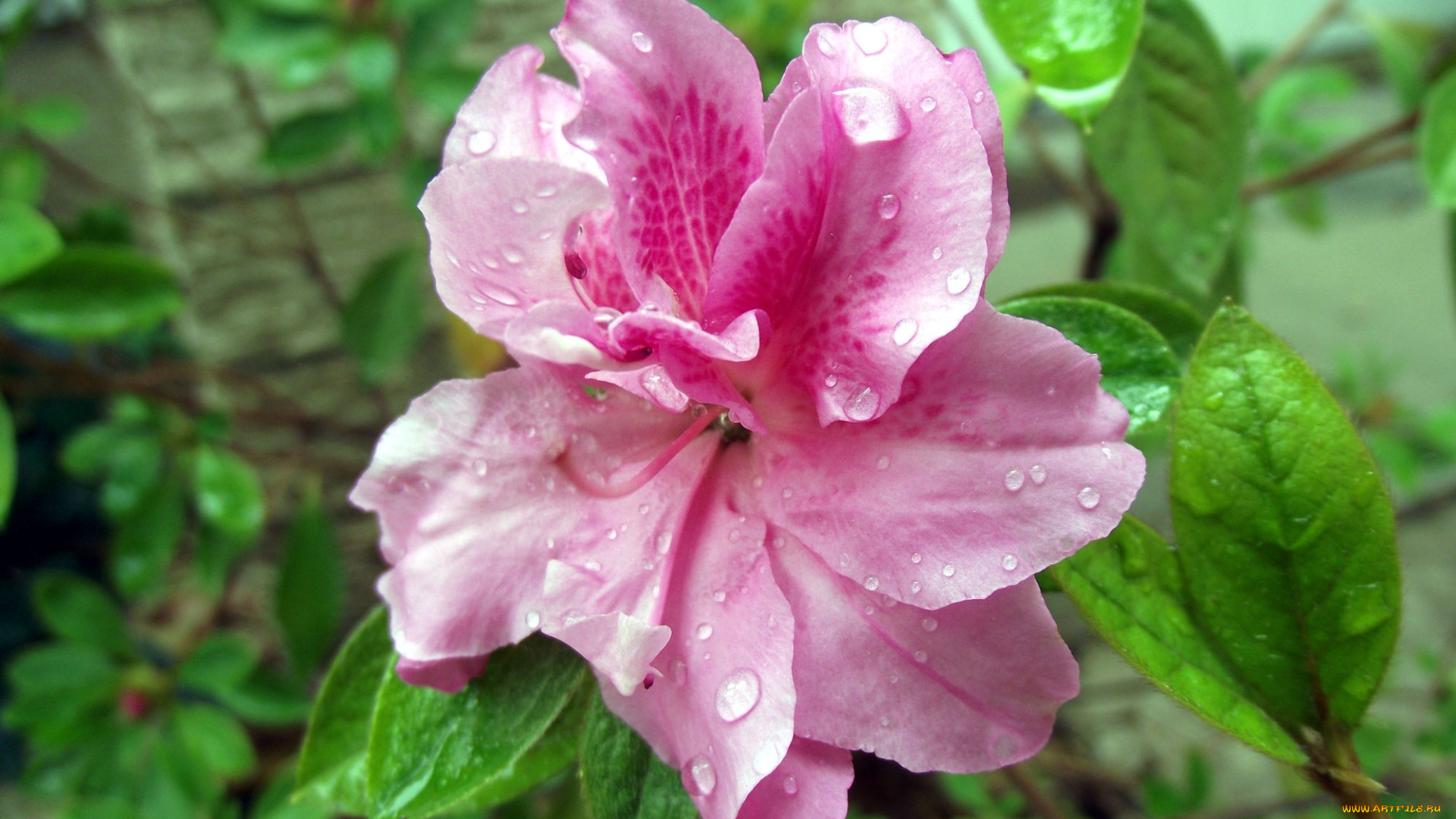 азалия, цветы, рододендроны, азалии