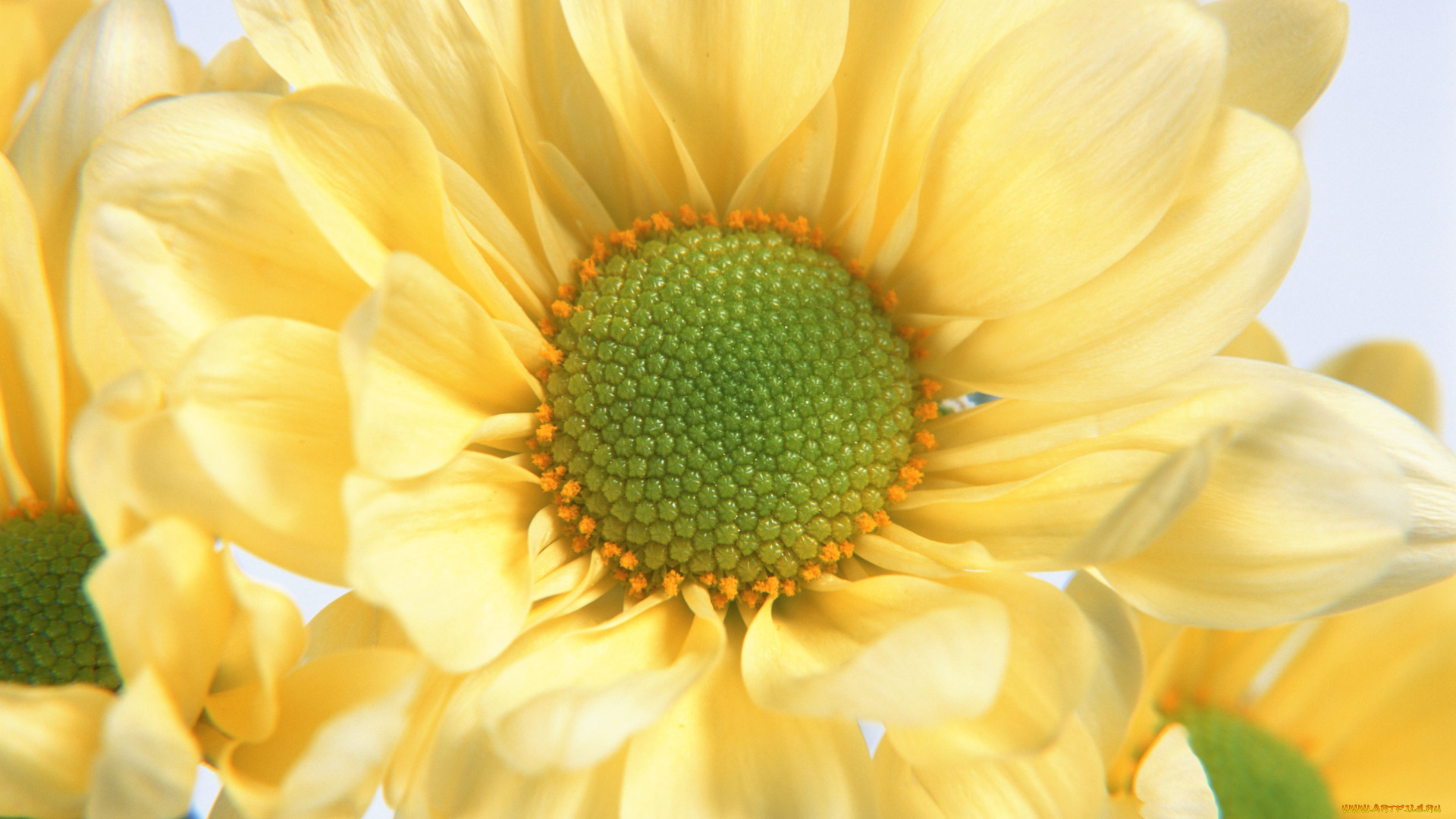 цветы, хризантемы, белый, лепестки, фон