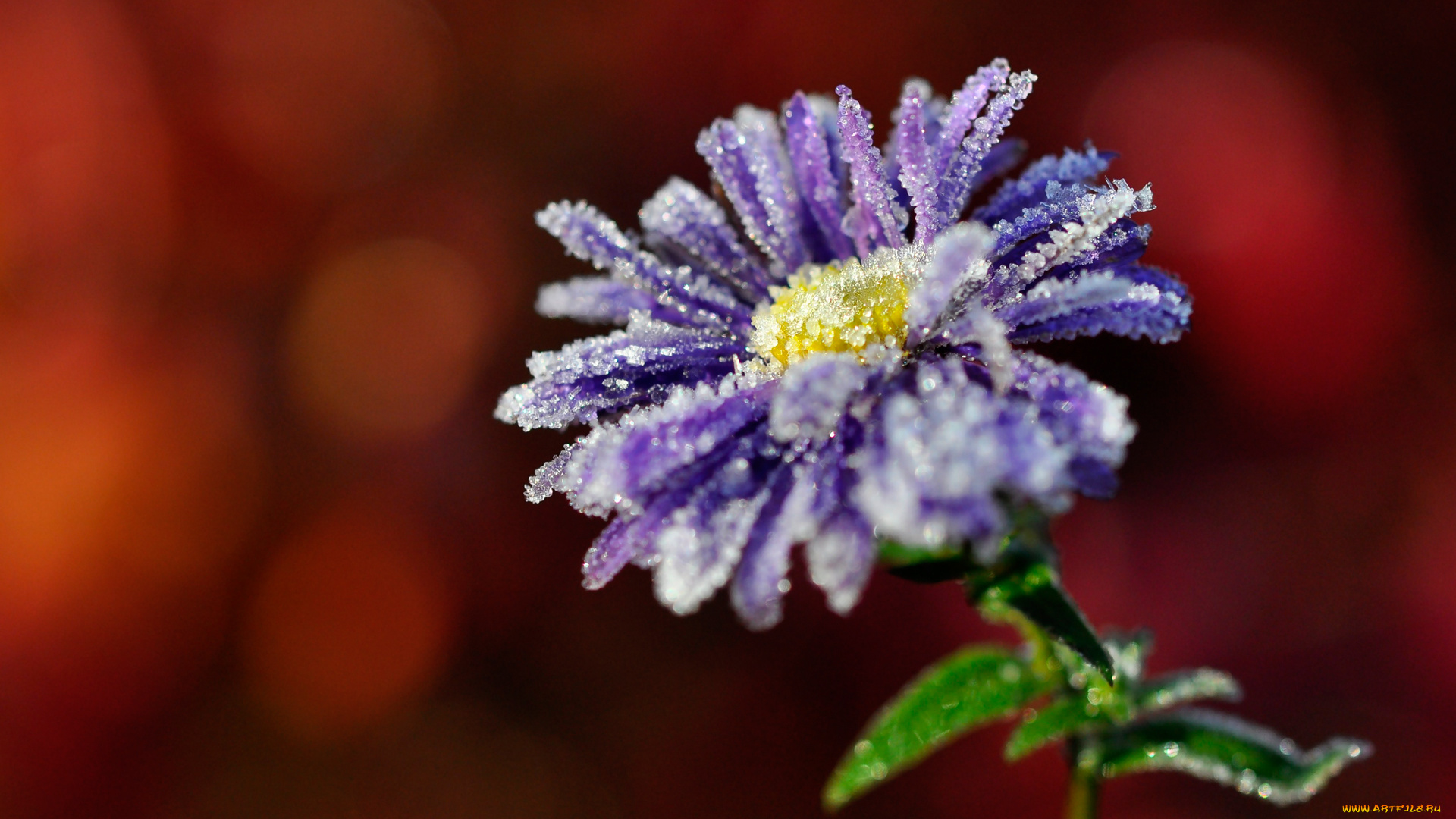 цветы, мпкро, иней