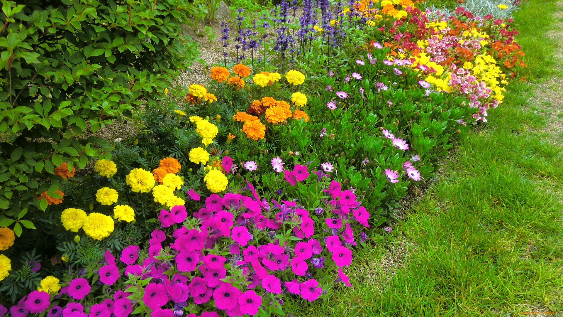 цветы, разные, вместе, кусты, трава, листья