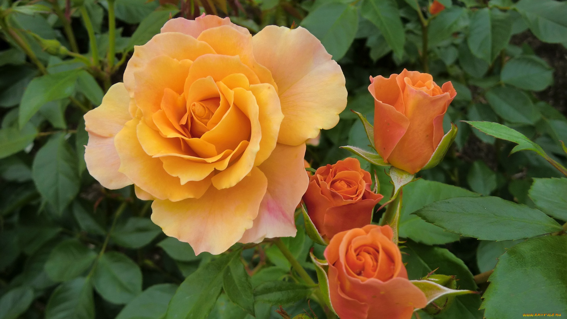 цветы, розы, листья, куст