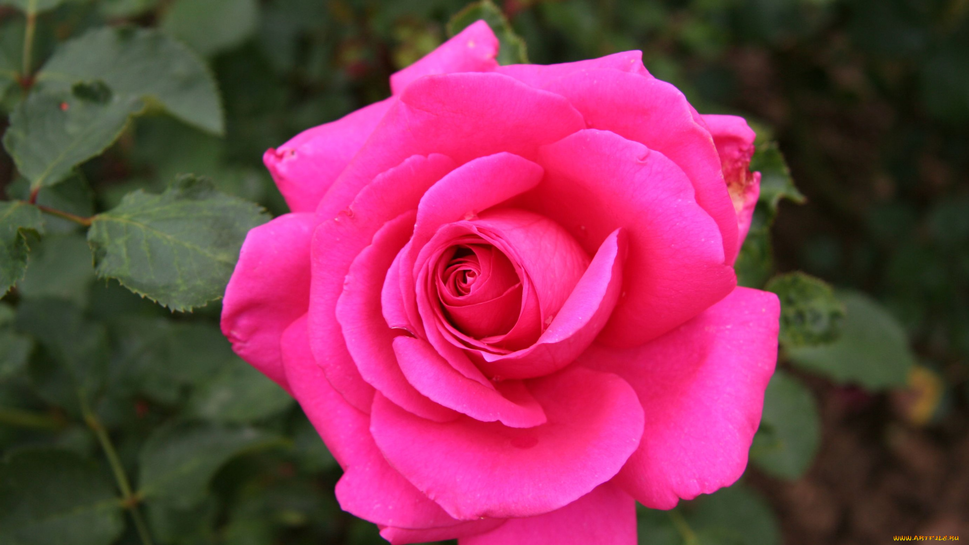 цветы, розы, rose