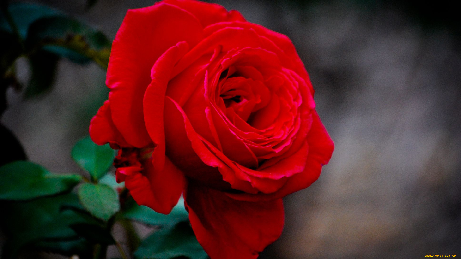 цветы, розы, rose