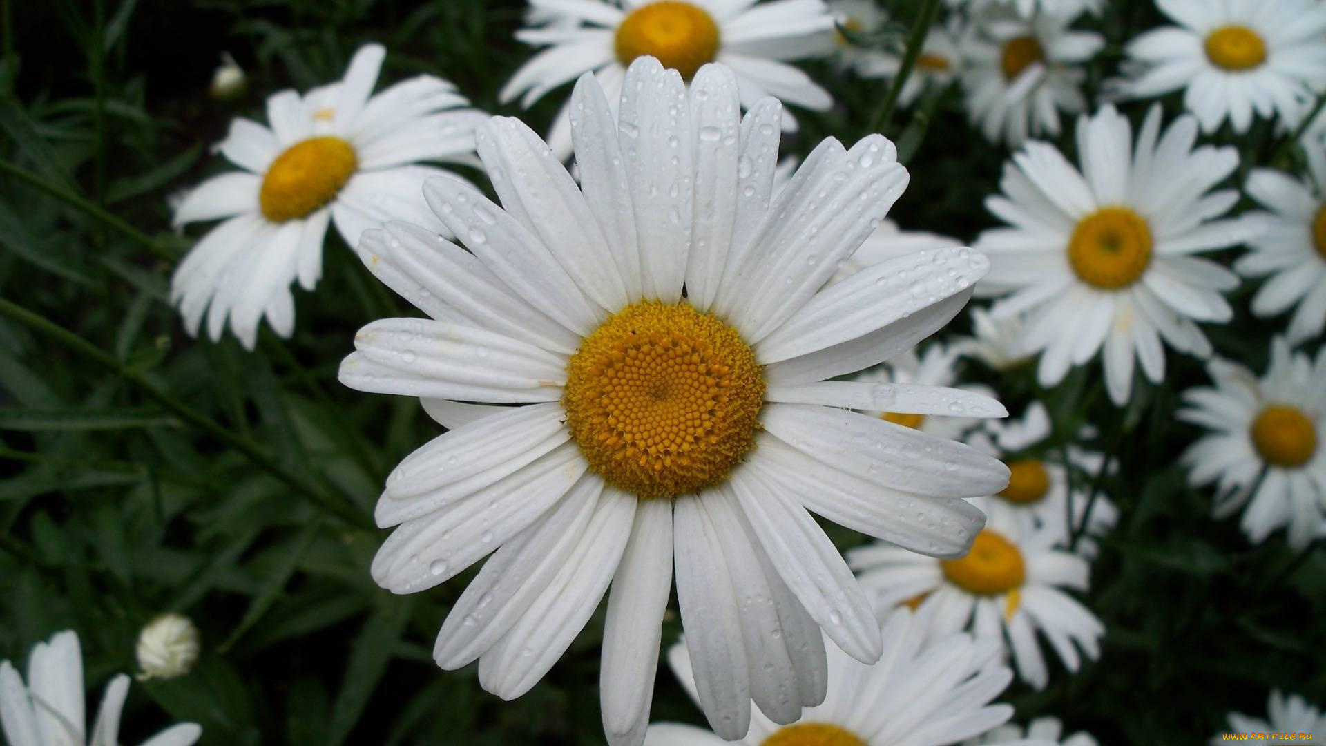 ромашка, цветы, ромашки, большая, крупно