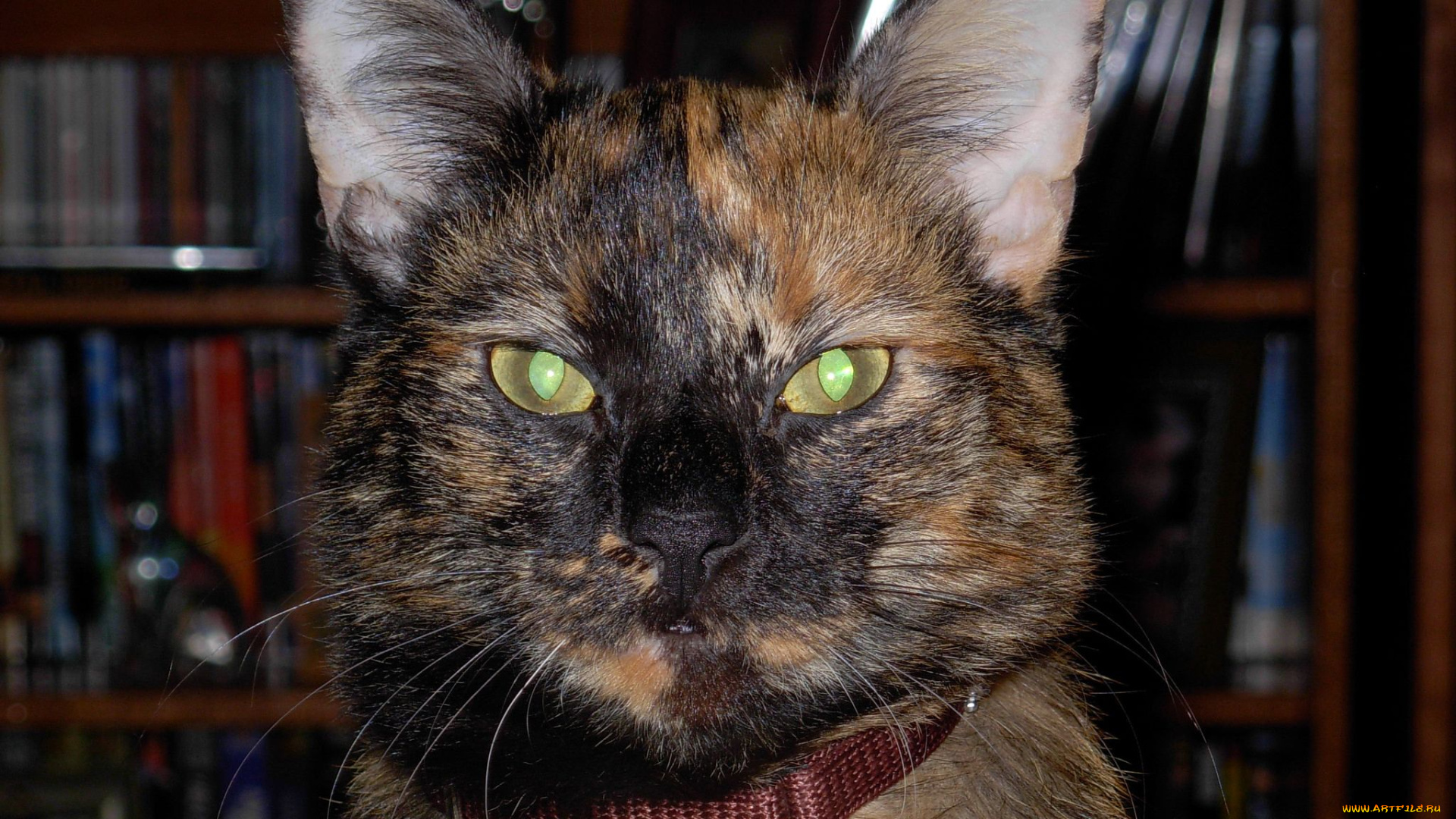 животные, коты, cat