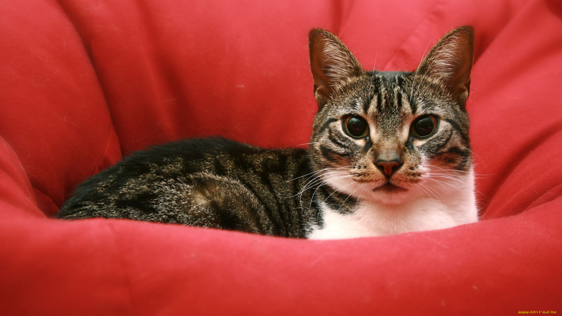 животные, коты, cat