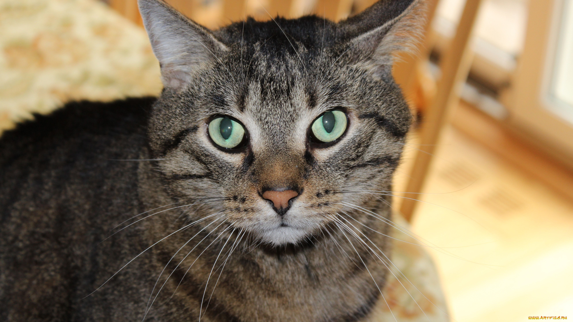 животные, коты, cat