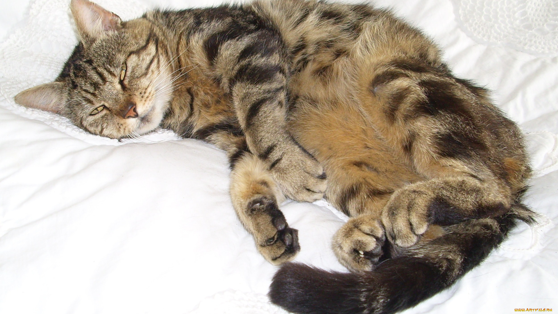 животные, коты, cat