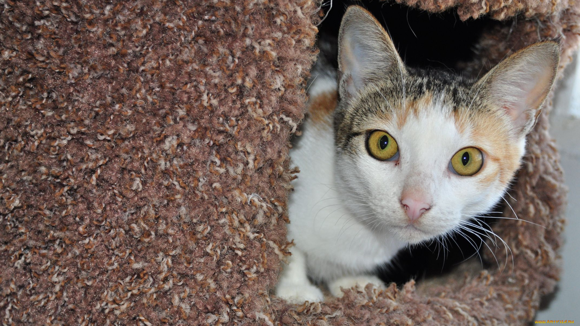 животные, коты, кот, в, домике